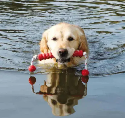 Trixie Aqua Toy MOT-Long dog water toy Photo 3