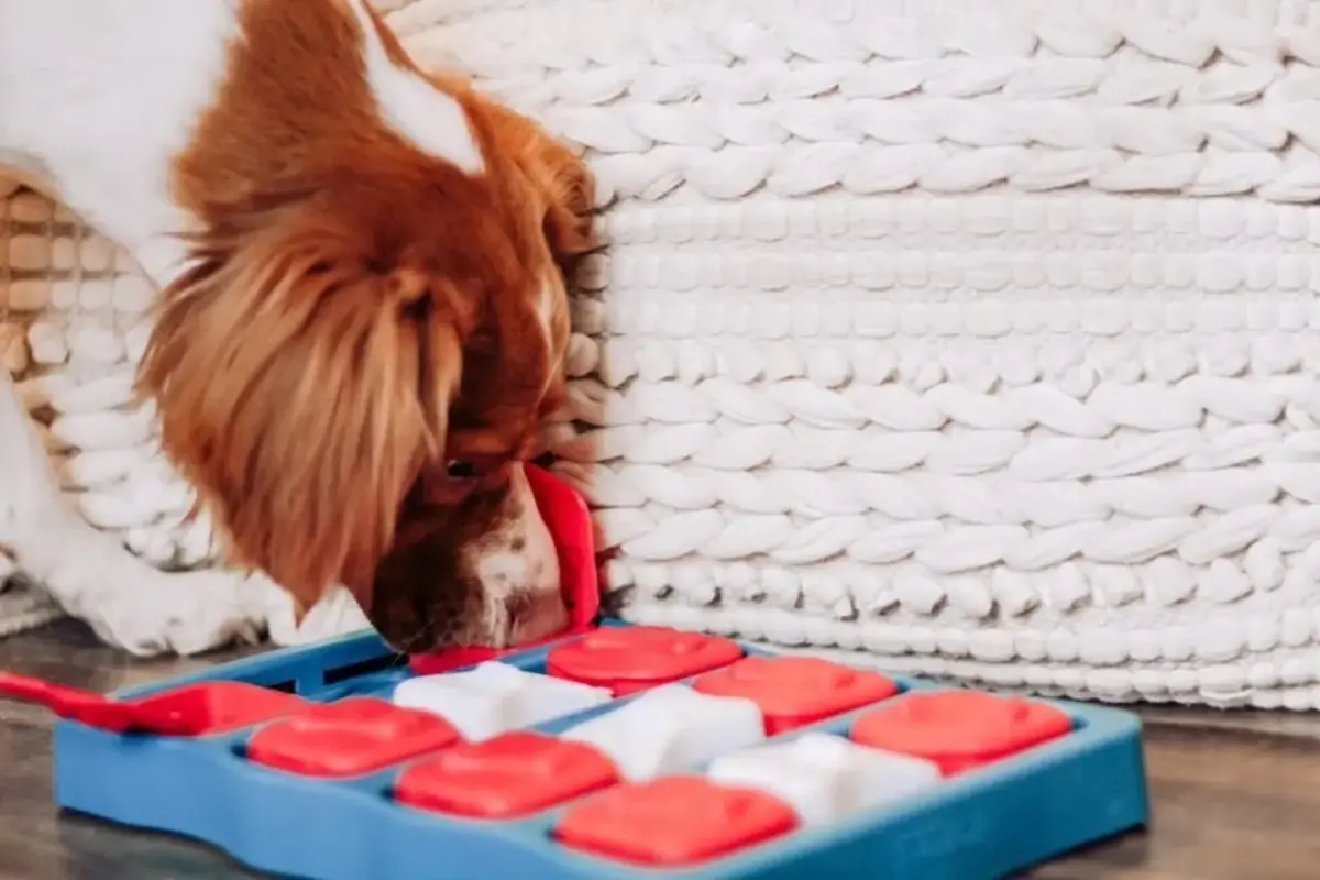 Outward Hound Brick интерактивная игрушка-головоломка Photo 4