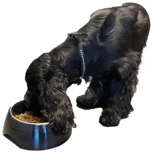 Melamine pet feeding bowl with removable stainless steel insert, bestron Paw Love 700 ml, black