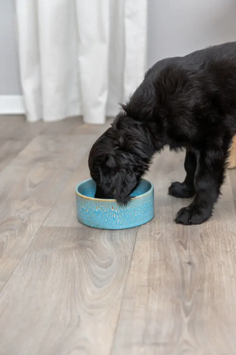 Керамическая миска для собак Trixie TRIXIE Ceramic bowl Photo 3