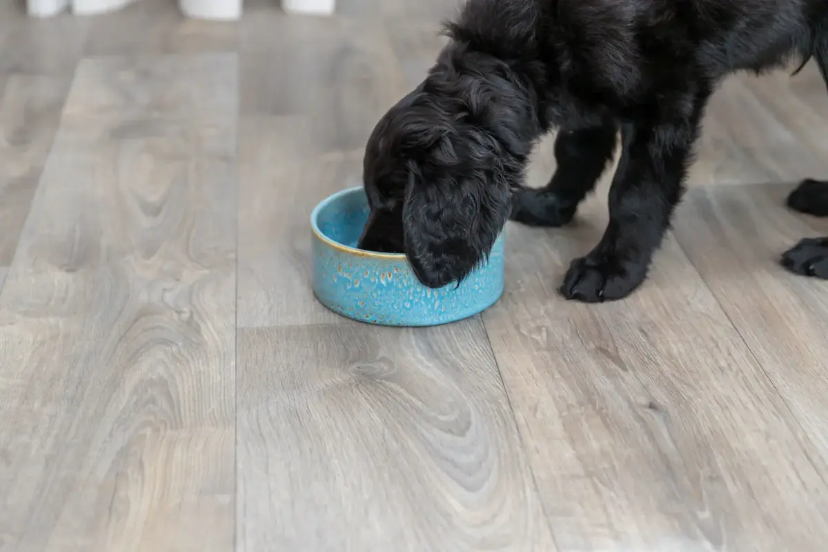 Керамическая миска для собак Trixie TRIXIE Ceramic bowl Photo 4