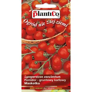 Рассада томата Plantico Maskotka — Solanum lycopersicum L., грунтовый сорт