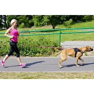 Leash DINGO model 14695 — webbing leash with shock absorber and handle, length 170 cm