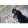 Trixie Insect dog & cat treat 80 g Photo 6