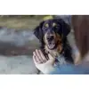 Trixie Insect dog & cat treat 80 g Photo 11