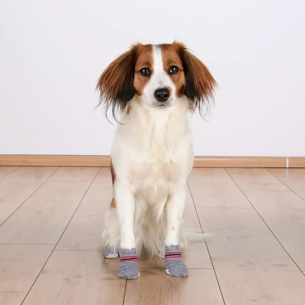 Dog socks Trixie 19503 M/L cotton Photo 4