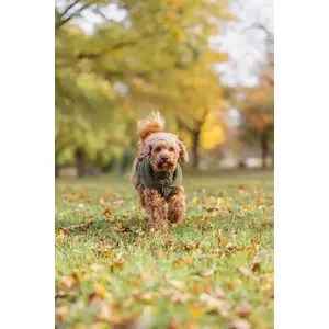Dog pullover Lalazoo Norwood XXS — olive green, back length 18 cm