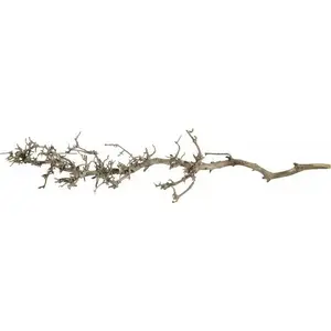 Terra Natura sakne Korzeń Południowy M 25–35 cm - dabīgs terārija dekors