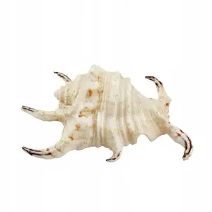 Akvārija dekorācija Liela gliemežvāk 12 cm, Lucart TN-44508