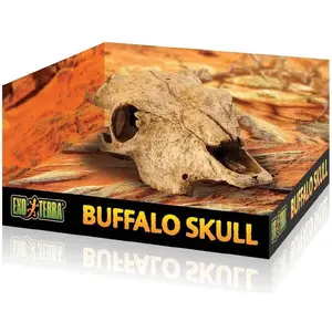 Decorative Buffalo Skull ornament Hagen (model 012851)