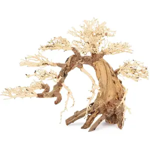 Norimpex Tonēce drzewo Bonsai nr 13 70x50 sienas mākslas drukas attēls