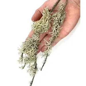 Dekoratīvs ķērpju paku materiāls terārijam LOLO PETS CLASSIC WIO Branches 0,5 kg