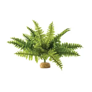Augs Exo Terra Boston Fern Medium — dzīvs terārija paparde, 1 gab.