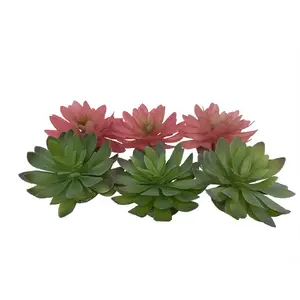 Terra Natura sukulents Echeveria 2 terārijam, krāsu maisījums, izmēri 14×12,5×9,2 cm