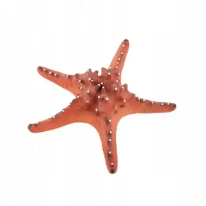 Akvārija dekors Terra Natura liela sarkana jūras zvaigzne 22 cm