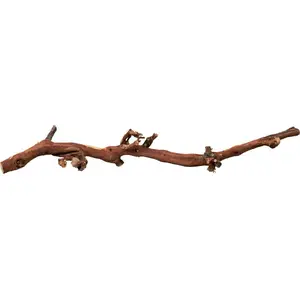 Trixie vīnogu saknes 10 gab. slīpētas 45–70 cm augu dekors