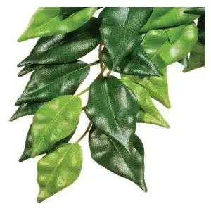 Auglis Hagen ExoTerra Ficus M — dzīvs terārija augs rāpuļiem un abiniekiem