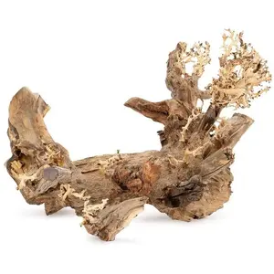 Norimpex Tonće drzews Bonsai nr 50 50x40 sienas mākslas druka