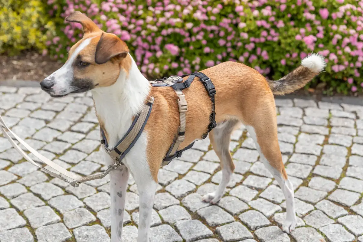 Panikas adapteris Stay priekš šļekām — Winhyepet Photo 4