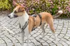 Panikas adapteris Stay priekš šļekām — Winhyepet Photo 4