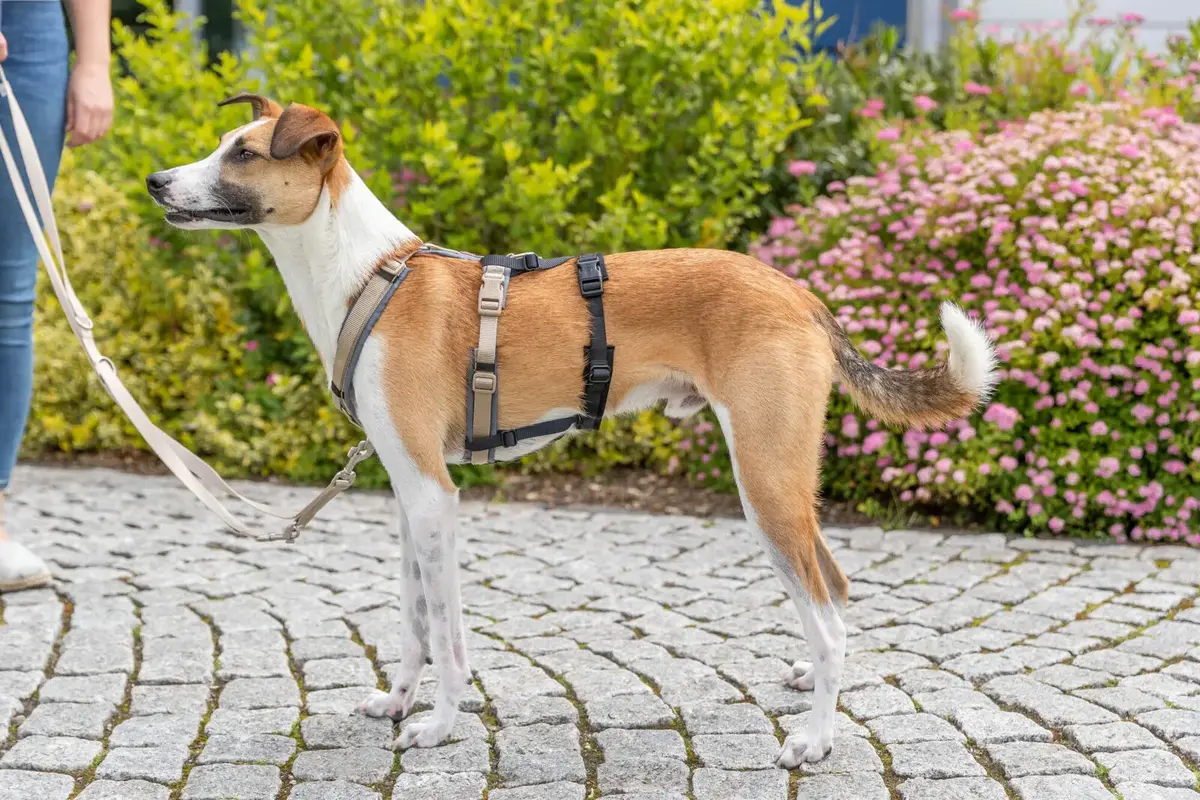 Panikas adapteris Stay priekš šļekām — Winhyepet Photo 5