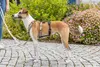Panikas adapteris Stay priekš šļekām — Winhyepet Photo 5