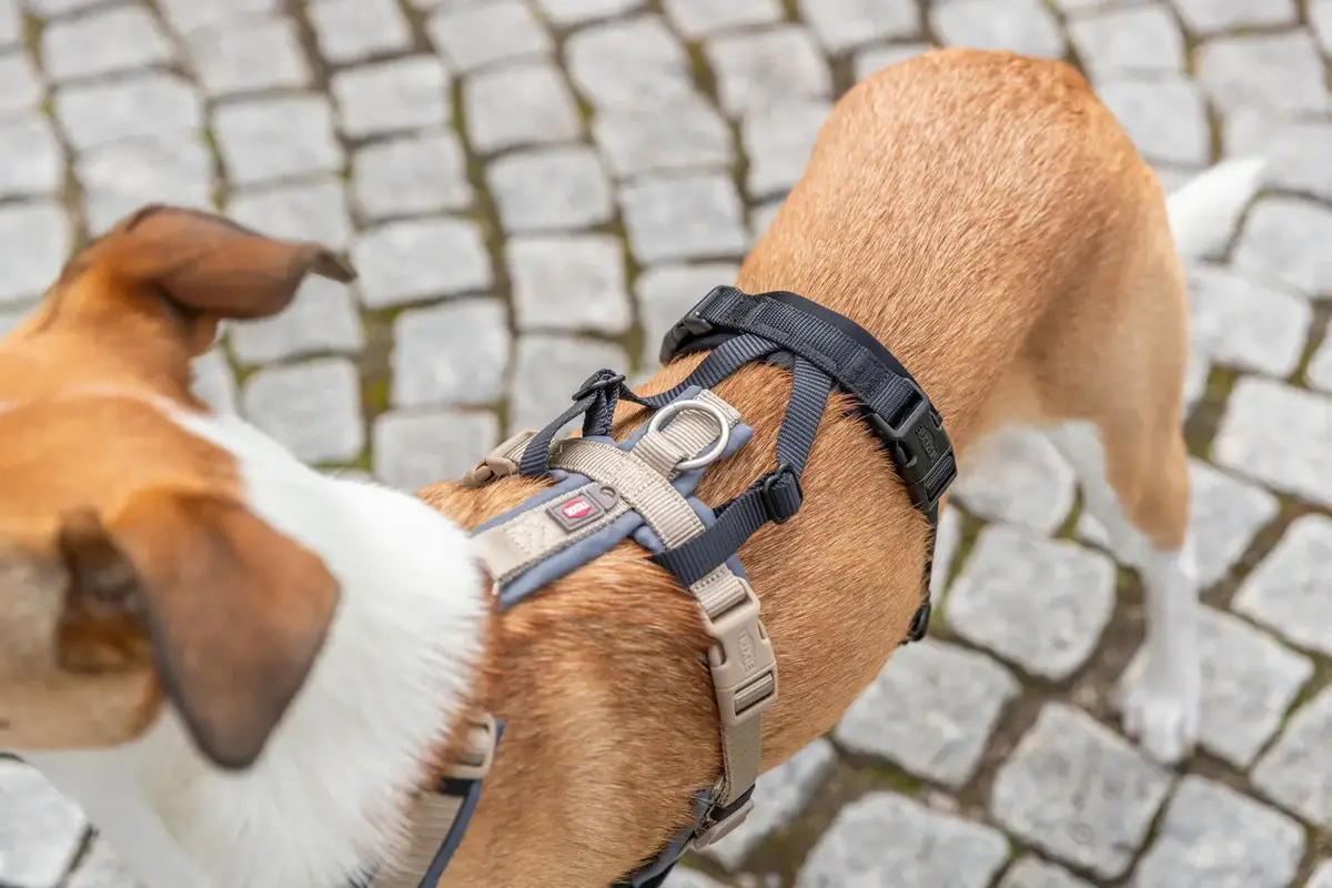 Panikas adapteris Stay priekš šļekām — Winhyepet Photo 6