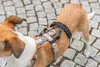 Panikas adapteris Stay priekš šļekām — Winhyepet Photo 6
