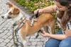 Panikas adapteris Stay priekš šļekām — Winhyepet Photo 7