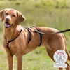 Dog Harness Trixie Panic Harness Stay S-M Photo 2