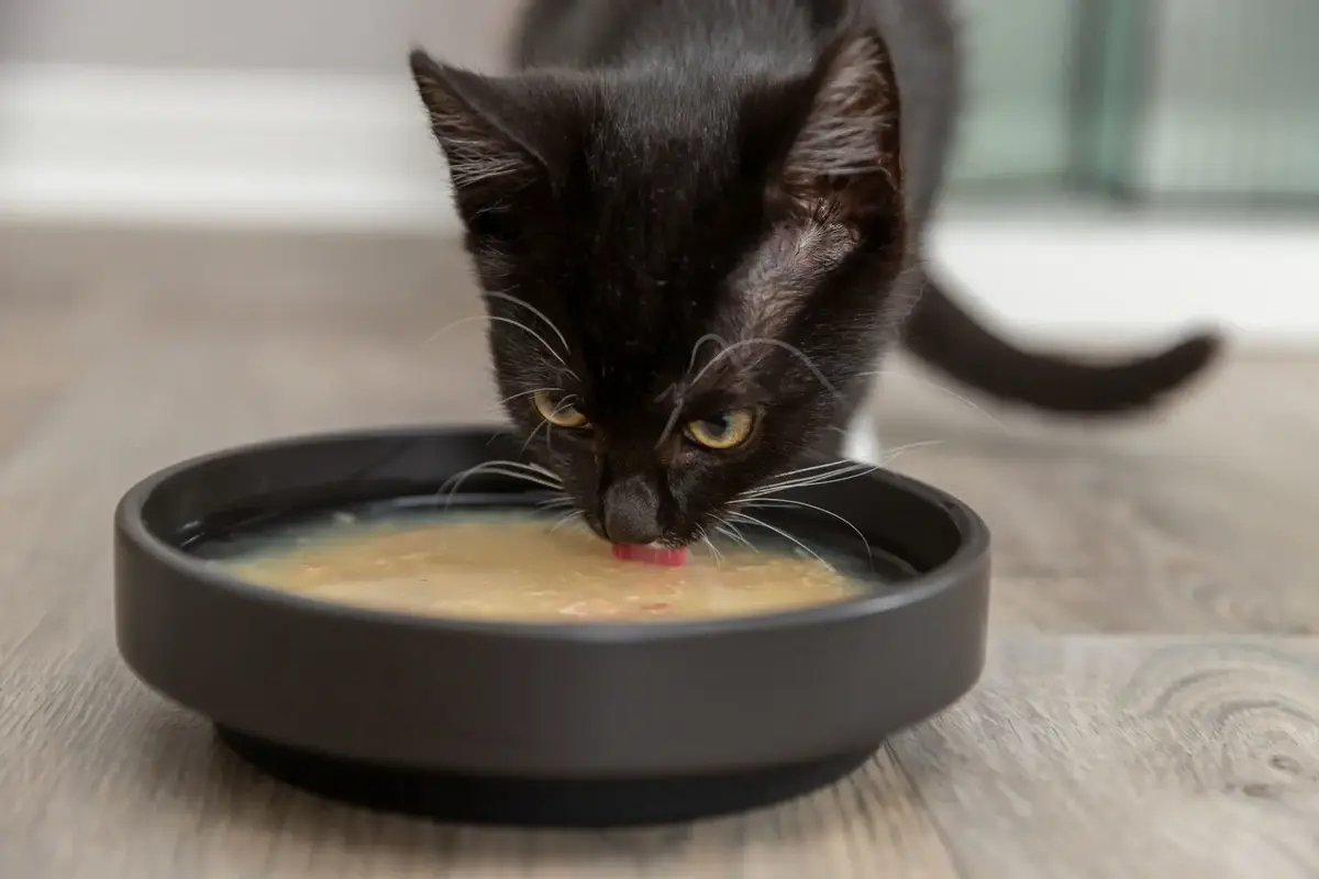 Trixie cat wet food can TX-42692 Photo 4
