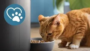 Whisker-friendly bowl for comfortable eating