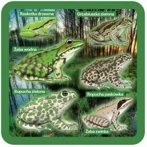 Coasters for cups Soliton set of 2 with amphibian design