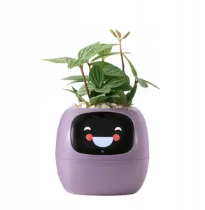 Indoor potted plant 'PlantsIO IVY Fioletowa' by kwiatydonice — decorative ivy variety, compact pot-ready specimen