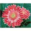Diamond Dotz Pink Gerberas — набор алмазной мозаики Photo 2