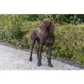 Dog socks Trixie 19410 Photo 9