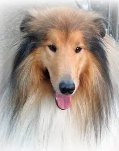 Diamond Painting Kit Norimpex Lassie 5D, canvas 40×30 cm, full drill, adhesive