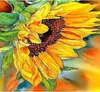 header-product
