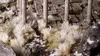 Scale model plants Gamers Grass GGK-W Photo 4