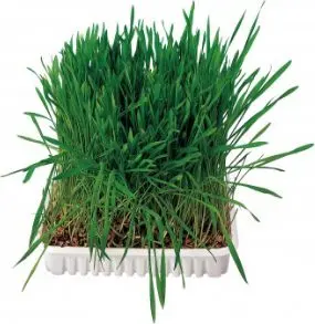 Trixie zāle grauzējiem trauciņā 100g, TX-6035