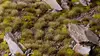 Gamers Grass GG6-MG растительность для моделей, 114 шт. Photo 4