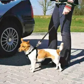 Trixie 1288 XS Black dog/cat harness Photo 2