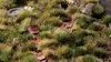 Gamers Grass GG6-SG scale model plants Photo 4