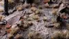 Gamers Grass GG6-BURs — 70 растений для моделей Photo 3