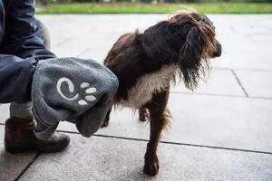 Suņu dvielis Mango Media Muddy Dog Towel — absorbējošs suņu žāvēšanas dvielis, modelis LM81300