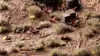 Gamers Grass GG6-LB растения для моделей Photo 4