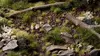 Gamers Grass GGTT-LG scale model plants Photo 4