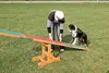 Trixie Fun Agility Seesaw — dog agility teeter-totter Photo 4