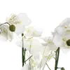 Artificial plant ATMOSPHERA 136510B Photo 2