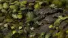 Gamers Grass GGLP-MT augu kušķi mēroga modeļiem Photo 6